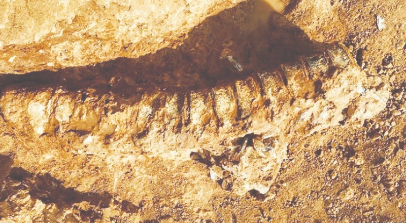 890 milyon yıl öncesine ait hayvan fosili bulundu