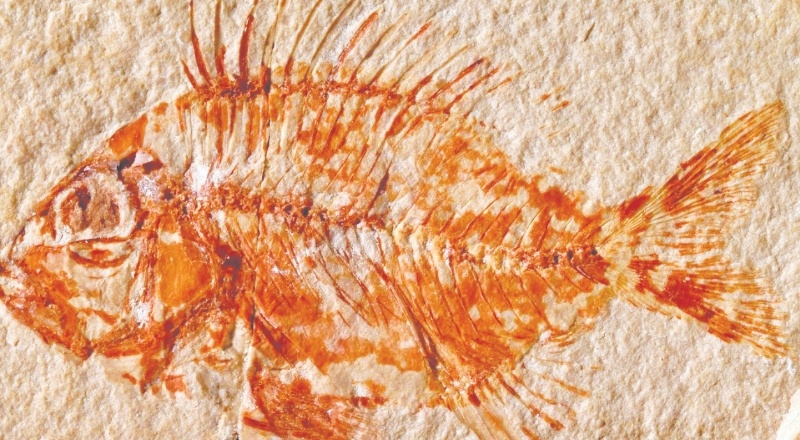 95 milyon yıl öncenin balık fosili keşfedildi