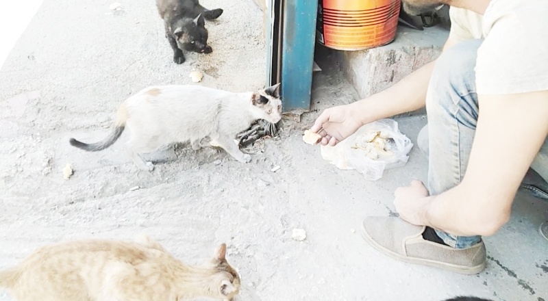 Aç kalan kedileri vatandaşlar besledi