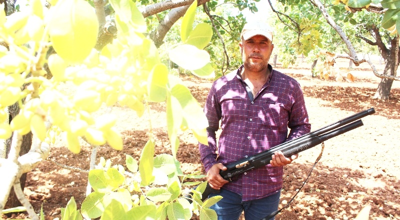 Antep fıstığı üreticileri silahla nöbet tutuyor