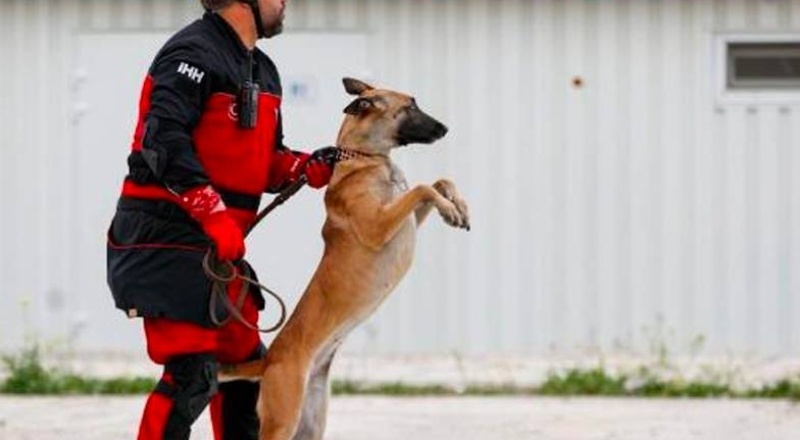 Arama kurtarma köpekleri Bozo, Angel ve Patron 50 kişiyi kurtardı