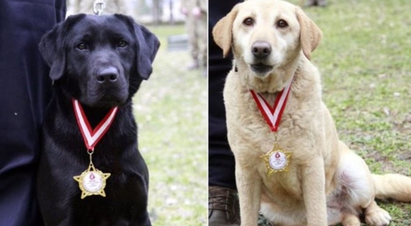 Arama kurtarma köpeklerine madalya verildi