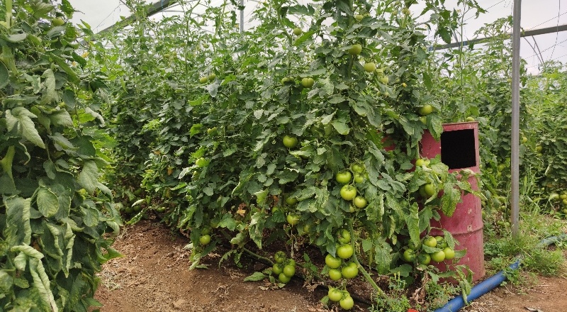 Arılı dölleme yöntemi ile domates yetiştiriyor