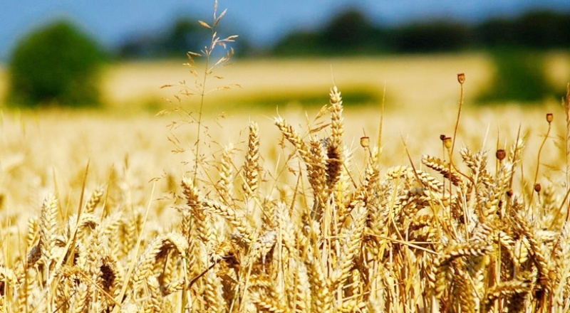 Arpa ve buğdayda alım fiyatına gelen artış TMO'ya satışları artırdı