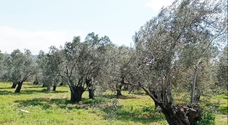 Asırlık zeytin ağaçlarının bulunduğu bölge ranta açılıyor