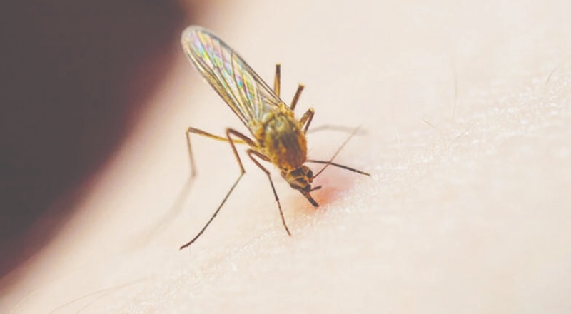 Asya kaplan sivrisineği ısırığında 3 ölümcül hastalık riski var