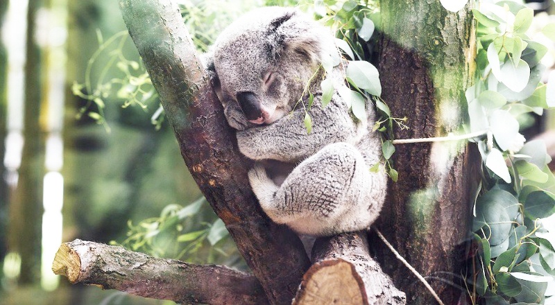 Avustralya, koalaları nesli tükenmekte olan hayvan listesine aldı