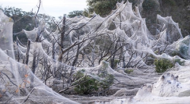 Avustralya'da sel ve fare istilasının ardından şimdi de her yeri örümcek ağı kapladı