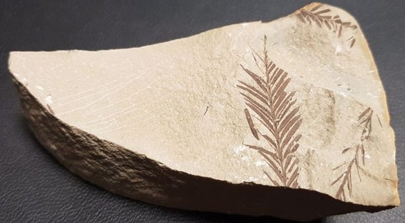 Beydağları'nda 65 milyon yıllık bitki fosili bulundu