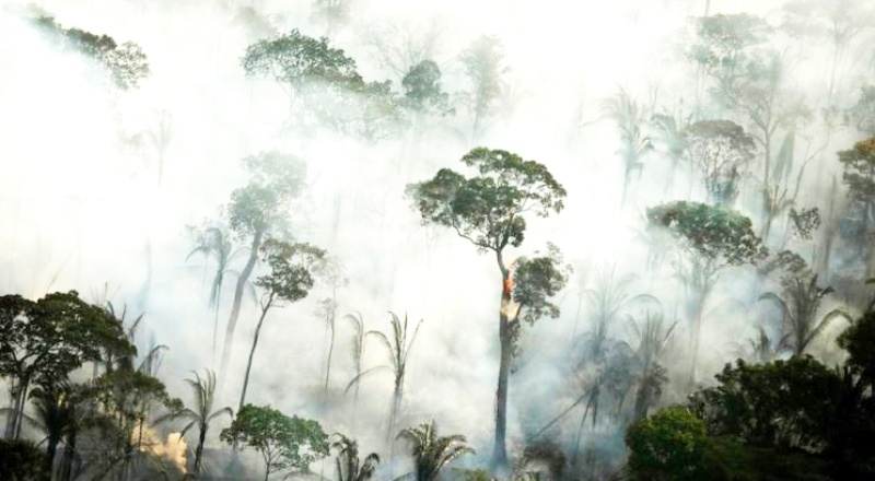 Brezilya'da BBC'nin 'Amazon ormanları Facebook'ta satılıyor' haberi sonrası soruşturma başlatıldı