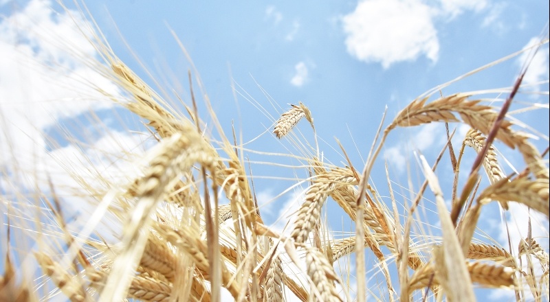 Buğday, arpa ve mısır ithalatında gümrük vergisi yıl sonuna kadar sıfırlandı