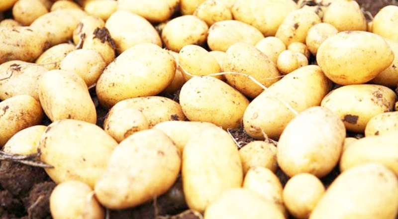 Çiftçi, kilosunu en az 1 liraya mal ettiği patatesi 60 kuruşa bile satamıyor