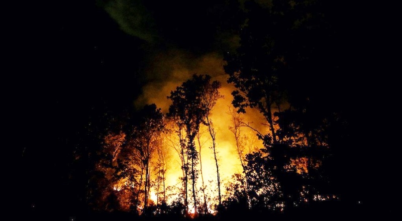 DAD Başkanı Osman Erdem: Orman yangınları yaban hayatını da tüketiyor