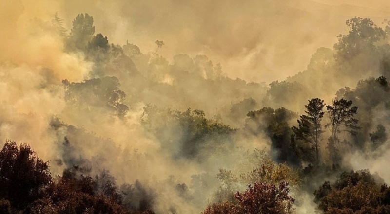 Dünyada 2019'da 12 milyon hektar ormanlık alan yok oldu