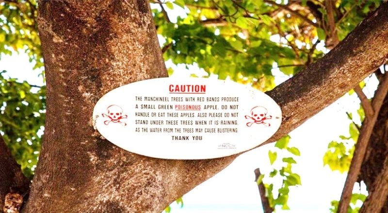 Dünyanın en ölümcül ağacı: Altında durmak dahi hayati tehlike yaratıyor