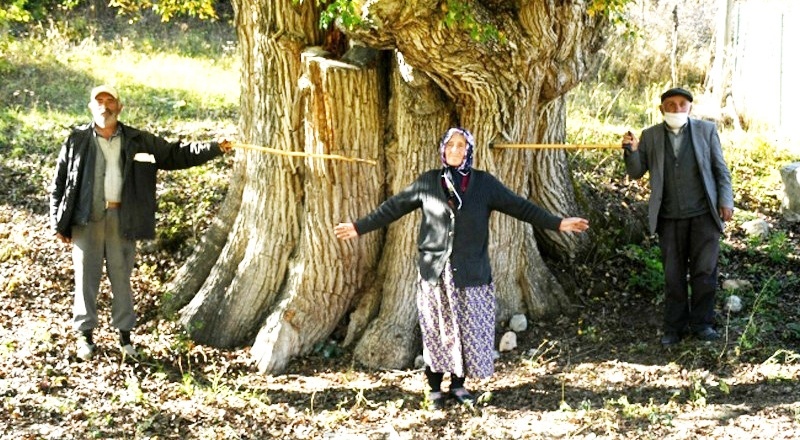 Dünyanın en yaşlı armut ağacı Artvin'de bulunmuş olabilir