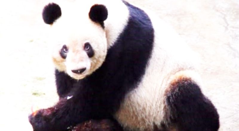 Dünyanın en yaşlı pandası hayatını kaybetti
