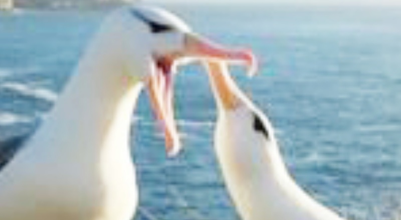 En sadık kuş olan Albatroslar boşanıyor