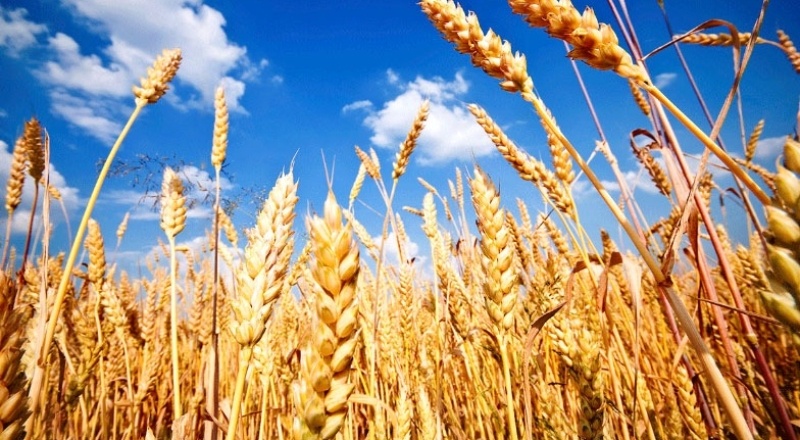 Gübresiz ürün büyümedi, buğday ve samanda kayıp bekleniyor