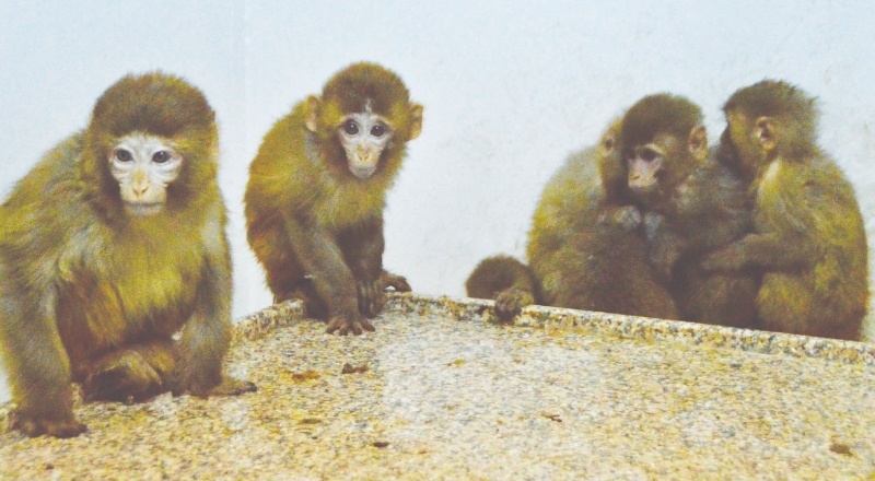 Gürbulak Gümrük Kapısında 12 maymun ele geçirildi