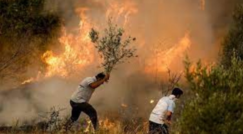 İklim değişikliği yüzünden orman yangınlarının şiddeti, hızı, zararı artıyor, söndürülmesi zorlaşıyor