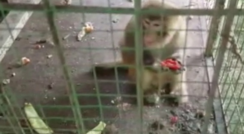 İstanbul’dan kurtarılan maymunlar Gaziantep’te