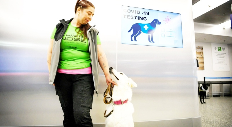 İsviçre, Covid-19'u özel eğitilmiş köpeklerle takip edecek
