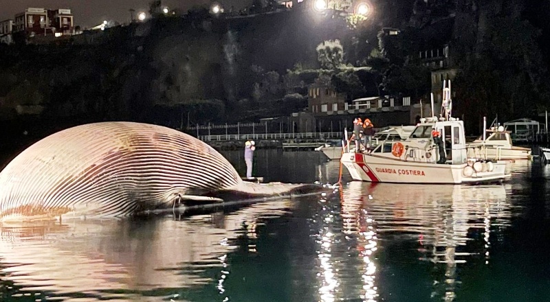 İtalya’da hayatını kaybeden 70 tonluk balina kıyıya vurdu