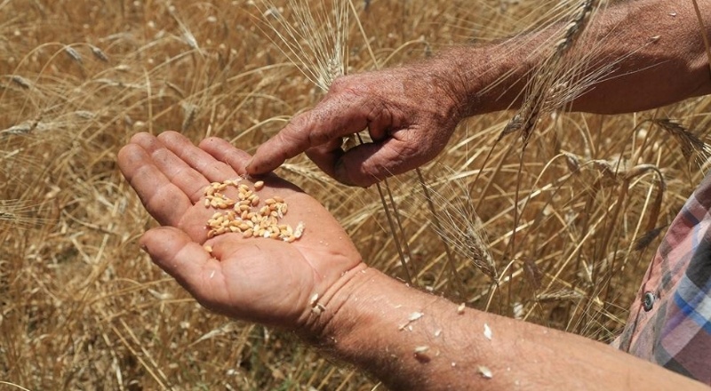 İthal buğdayın fiyatı çiftçiye ödenenin üç katı