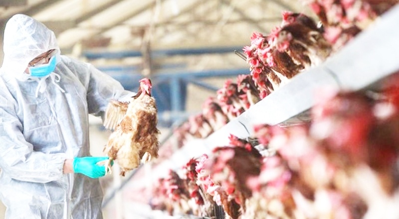 Japonya’da kuş gribi alarmı: 410 bin tavuk itlaf edilecek