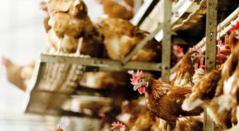 Japonya'da kuş gribi paniği 330 bin tavuk itlaf edilecek