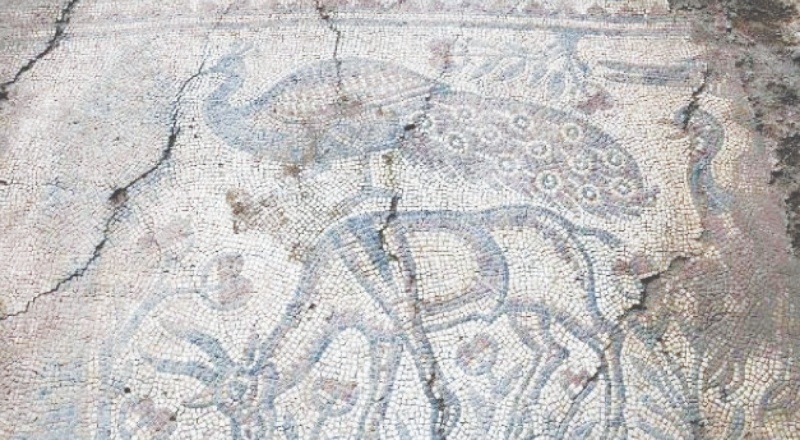 Kaçak kazıda ortaya çıkan mozaikler Zeugma Müzesi'nde sergilenecek