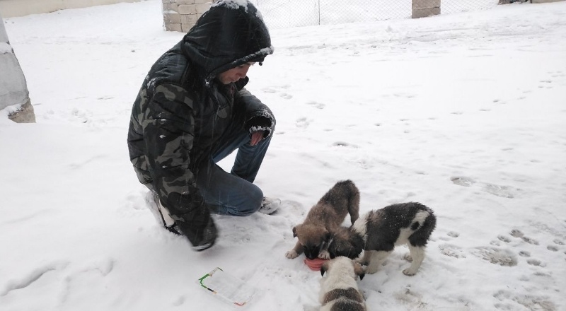 Kar yağışı sonrası aç kalan sokak hayvanlarına çocuklar sahip çıktı