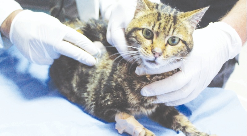 Kedilere 240 kilo mama bağışladı, affedildi