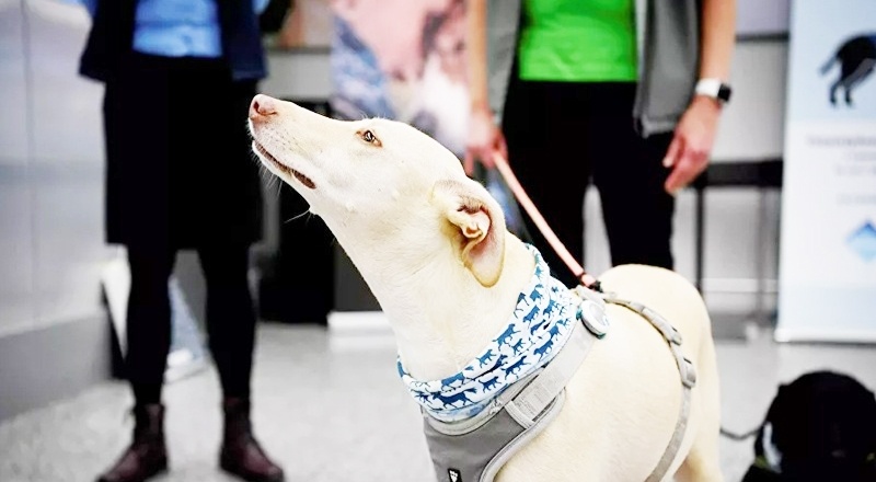 Köpekler, Coronavirus hastalarını testlerden daha hızlı tespit ediyor