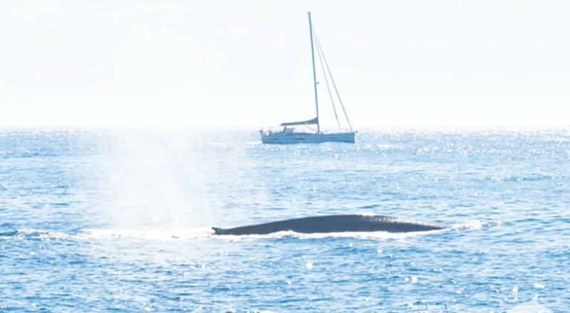 Mavi balinalar, 40 yılı aşkın bir aradan sonra İspanya'nın Atlantik kıyılarına geri dönüyor