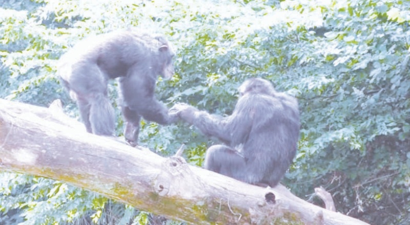 Maymunlar da birbirlerine "merhaba" ve "hoşça kal" diyor