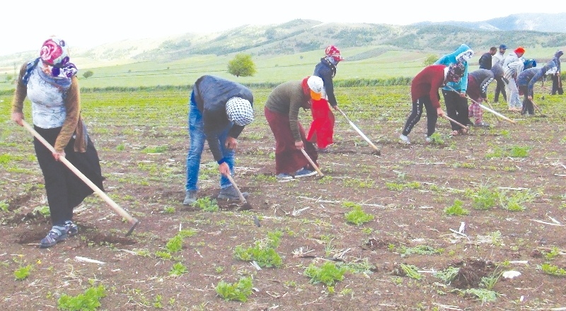 Mevsimlik tarım işçileri korona gölgesinde mesai yapıyor
