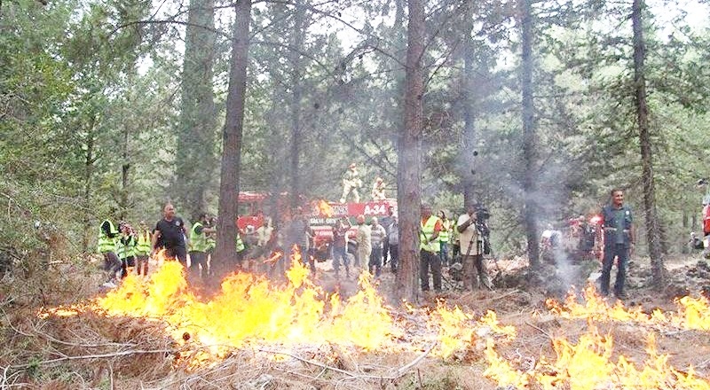Orman Bakanı 'her türlü kayıp olabilir' demişti: 2019’da 486 orman işçisi yaşamını yitirdi