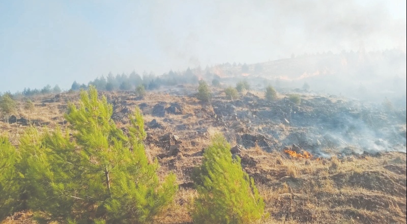 Orman yangınında 2 hektarlık alan zarar gördü