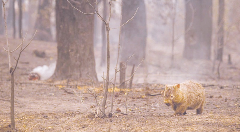 Orman yangınları neden artıyor, hangi yıkıcı sonuçları beraberinde getiriyor?