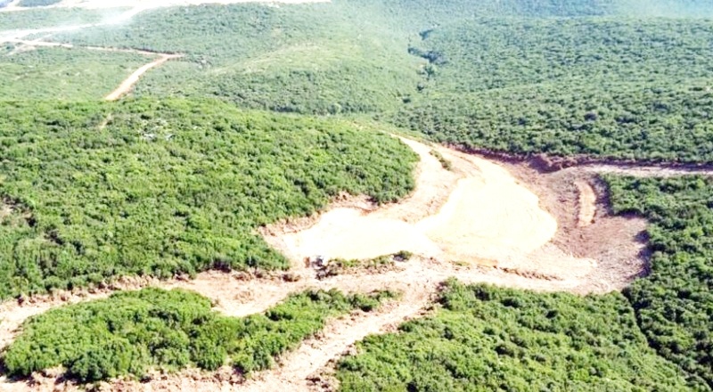 Ormanlık alanda açılacak maden ocağı için bin 500 ağaç kesilecek