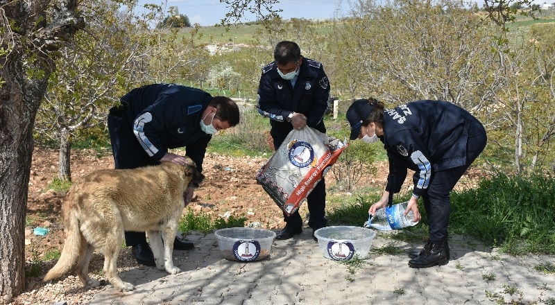Şahinbey Belediyesi sokağa çıkma yasağında sokak hayvanlarını unutmadı
