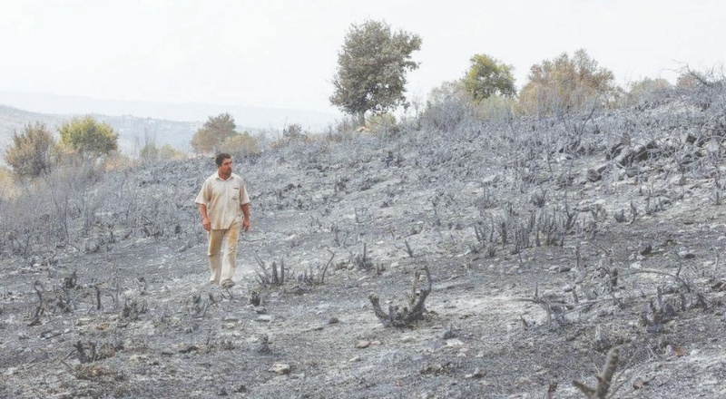 Şam, Suriye'deki orman yangınlarını çıkaran 24 kişiyi idam etti