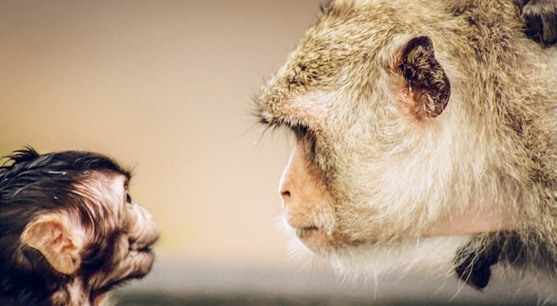 Şempanzeler, insanların konuşma ritmine benzer şekilde sesler çıkarıyor