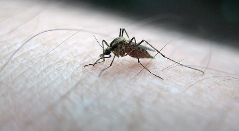 Sivrisinek ısırığı alerjisi nedir? Sivrisinek ısırığına ne iyi gelir?