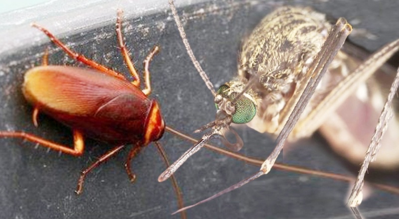 Sivrisinekler ve hamam böcekleri Koronavirüs taşır mı?