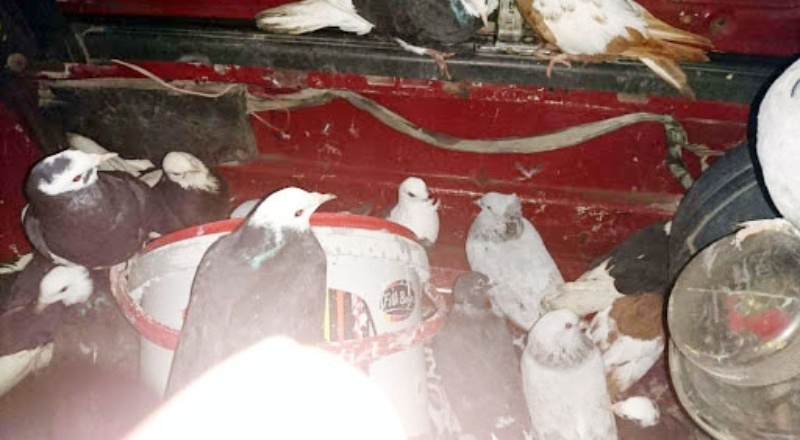 Şüpheli araçtan 40 çalıntı güvercin çıktı