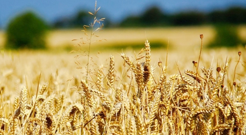 "Tahıl koridoru anlaşmasının gıda enflasyonunu düşüreceğini öngörüyoruz"