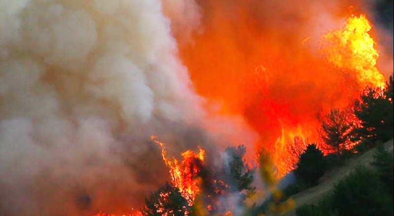 Tarım Orman-İş Başkanı Durmuş yangınların olası nedenlerini sıraladı